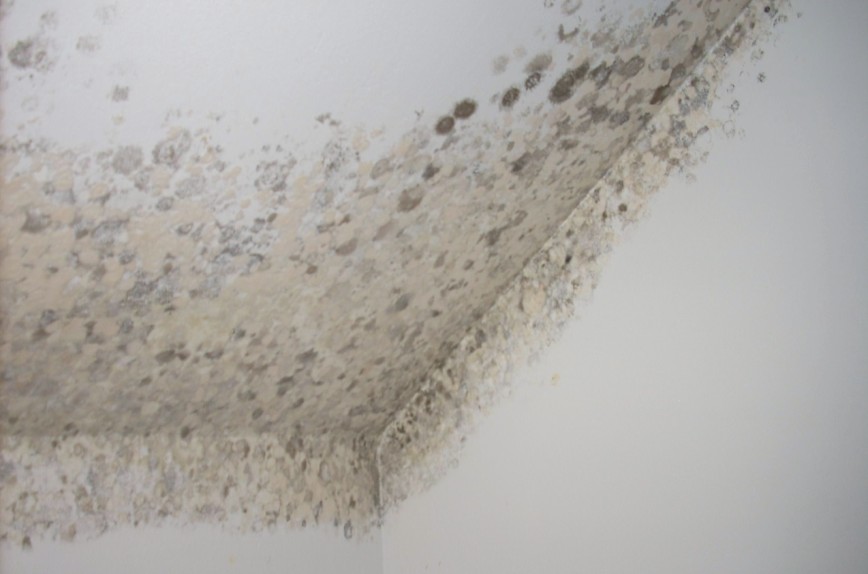 Cómo quitar las manchas de humedad y condensación de las paredes por menos  de 13 euros: esta es la solución de